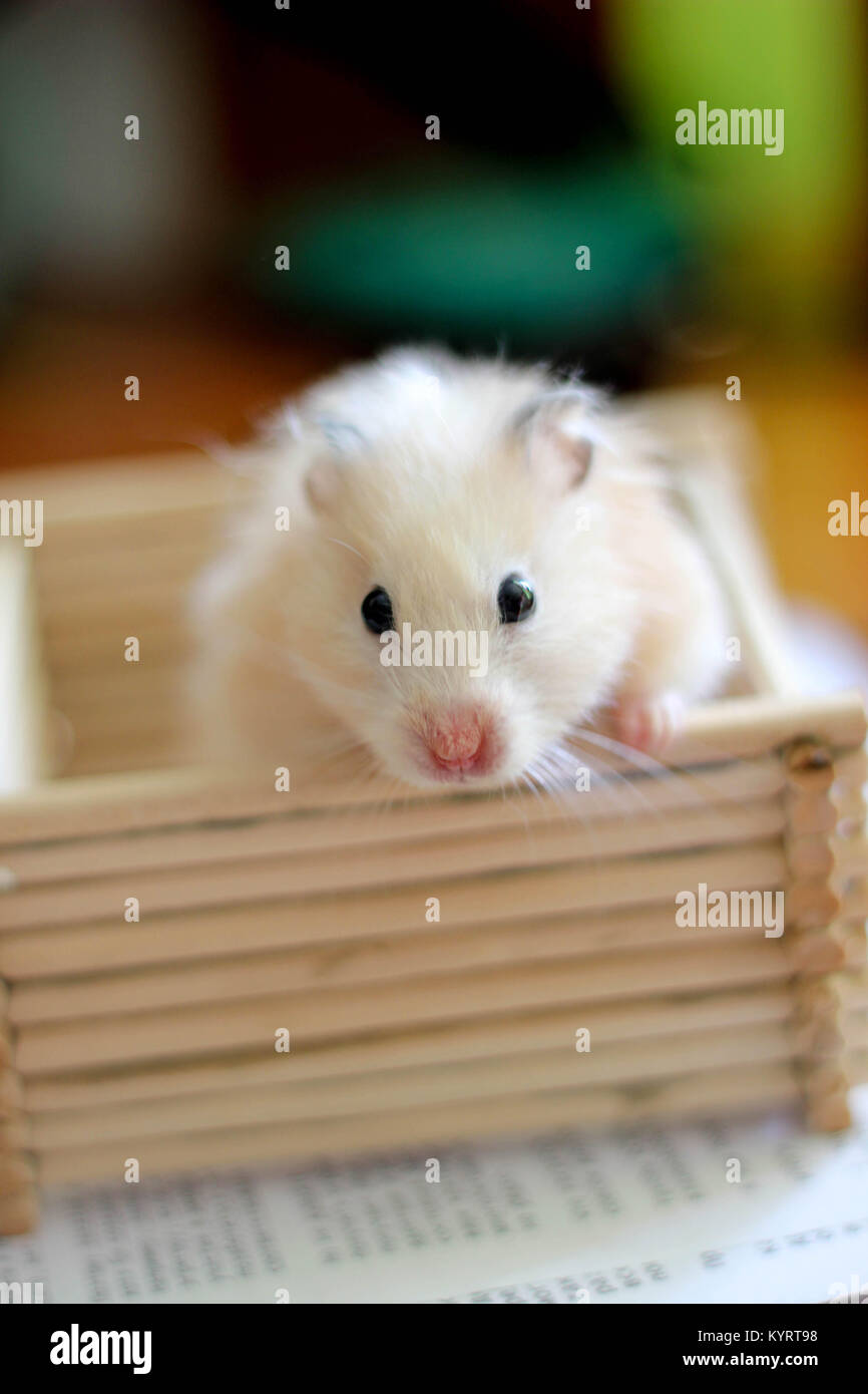 Sweety black-eyed hamster gioca Foto Stock
