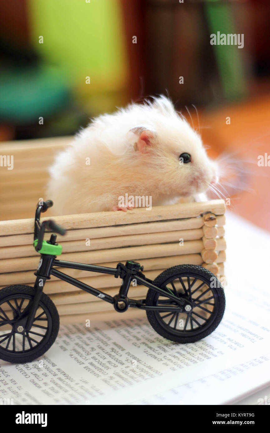 Sweety black-eyed hamster gioca Foto Stock