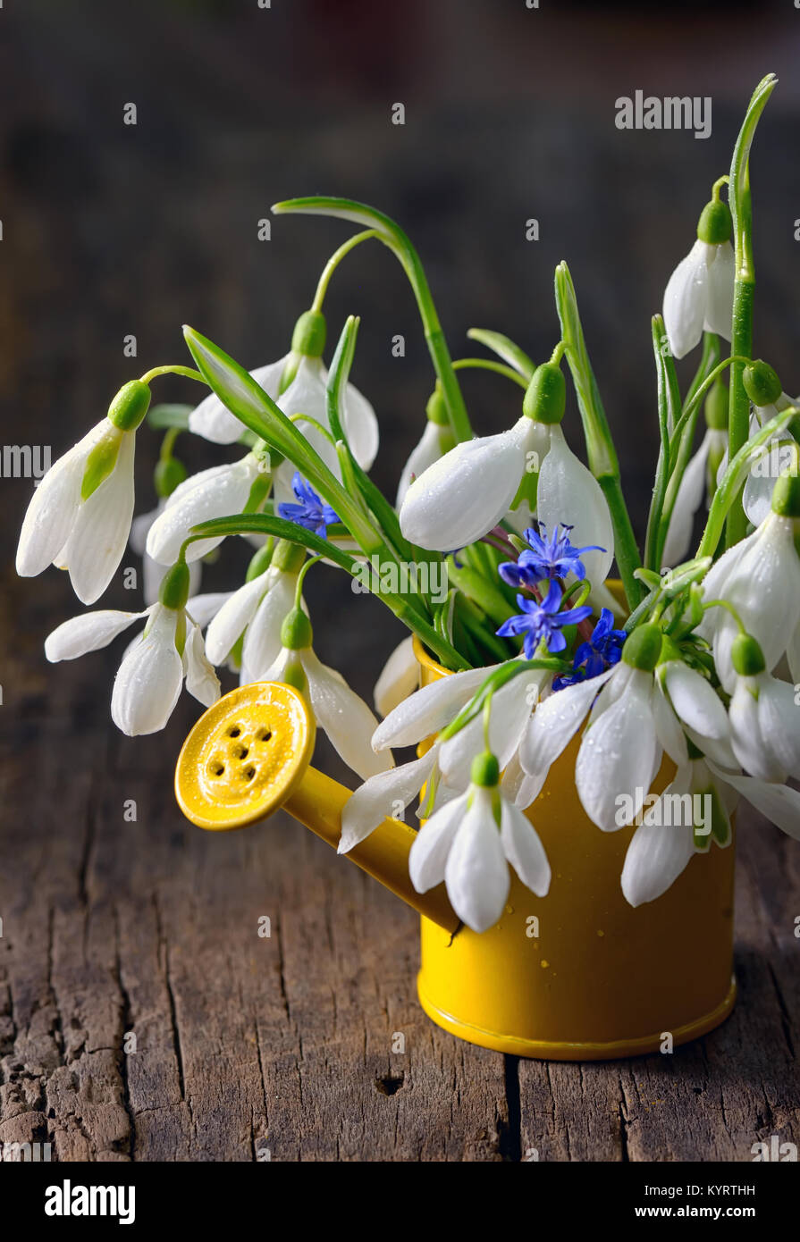 Bouquet di snowdrops nella piccola annaffiatoio sul tavolo di legno Foto Stock