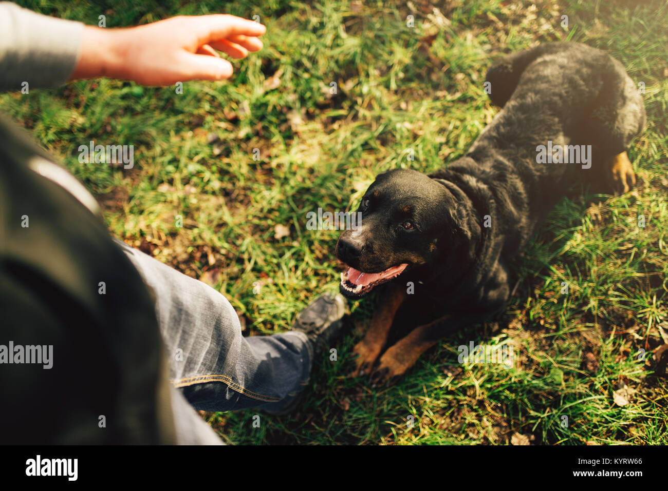 Cynologist maschio con cane da lavoro, formazione all'esterno. Il proprietario con il suo pet obbediente all'aperto, bloodhound animale domestico Foto Stock