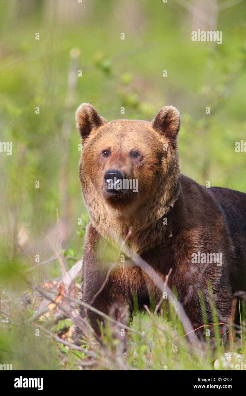 Ritratto di Wild l'orso bruno (Ursus arctos) , in Europa Foto Stock