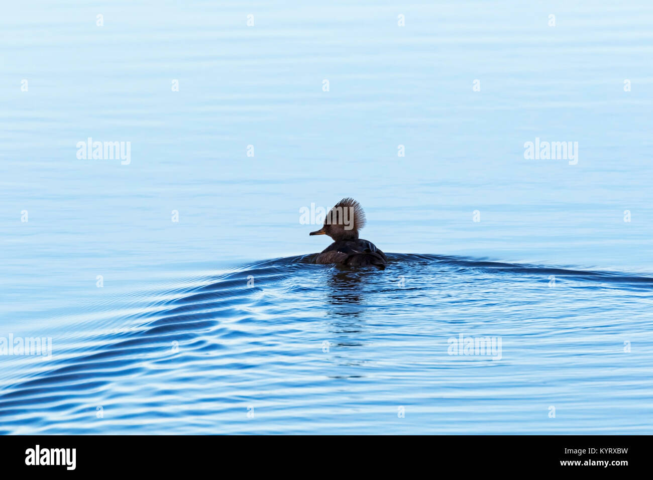 Duck nuota a Los Angeles Parco Lago Foto Stock