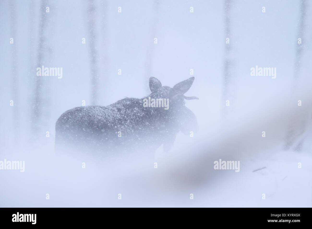 Eurasian Elk aka Alce (Acles alces) in forte nevicata, Europa Foto Stock