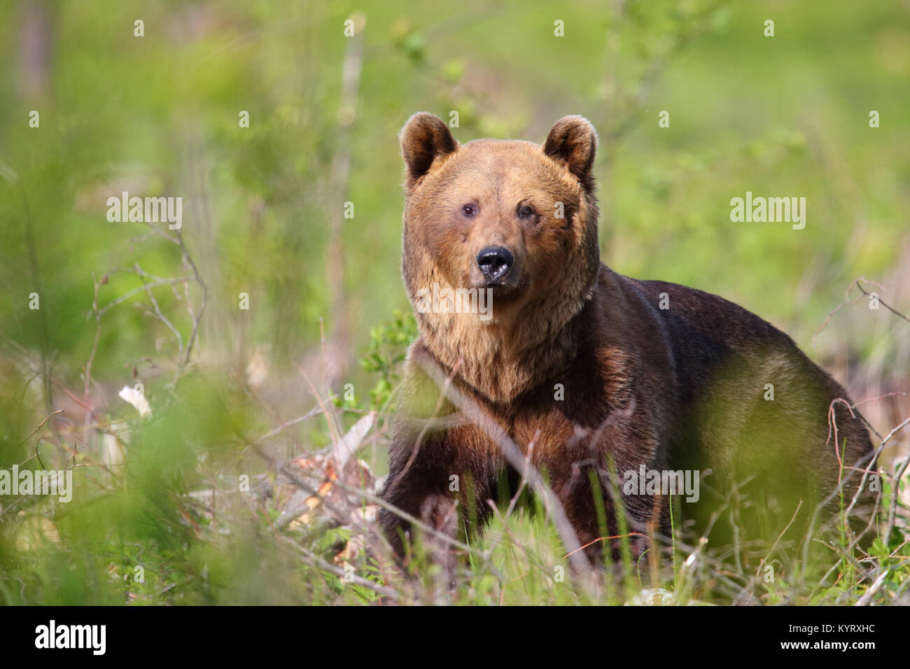Ritratto di Wild l'orso bruno (Ursus arctos) , in Europa Foto Stock