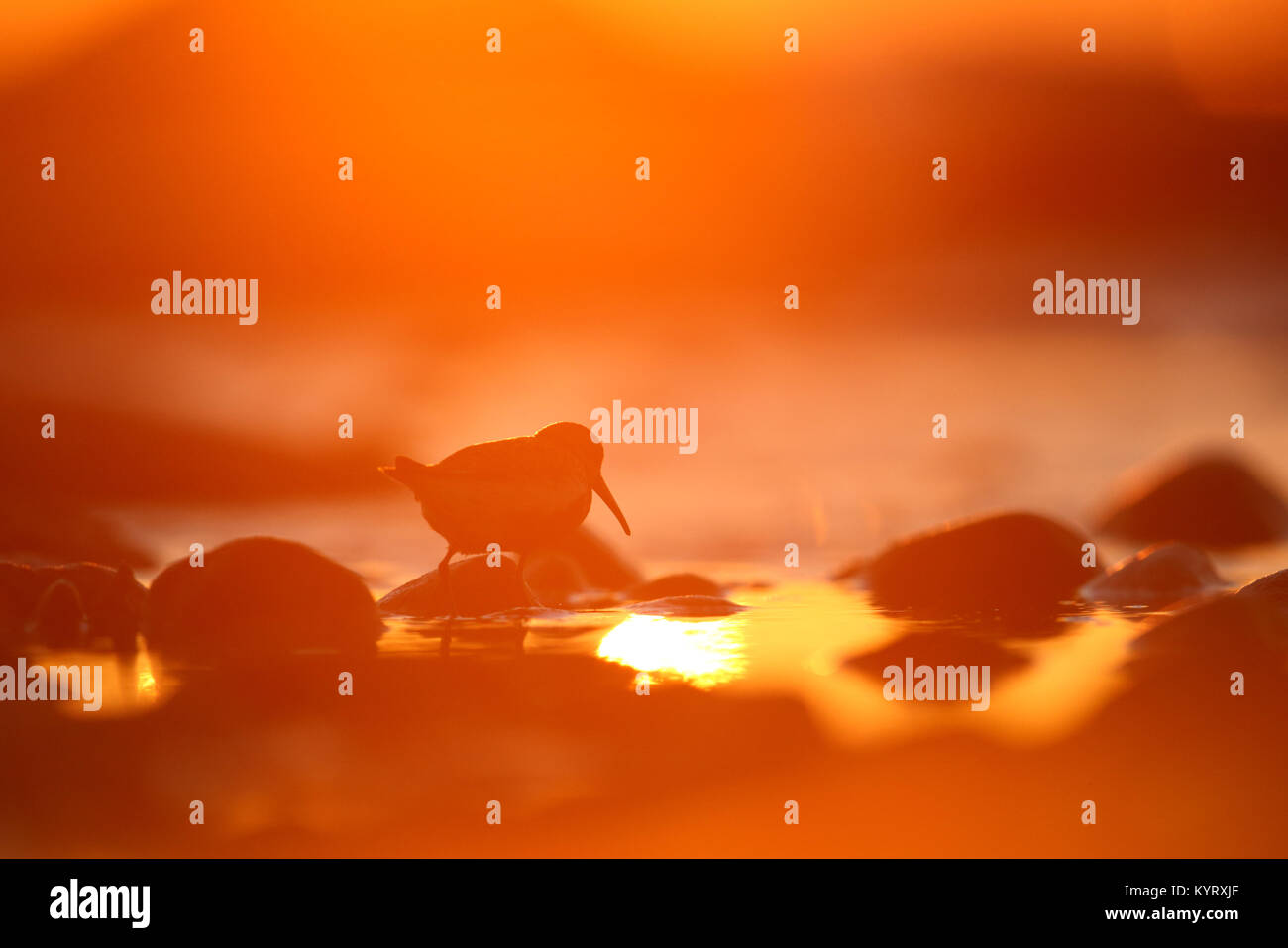 Silhouette di Dunlin (Calidris alpina) dalla costa al tramonto. Foto Stock