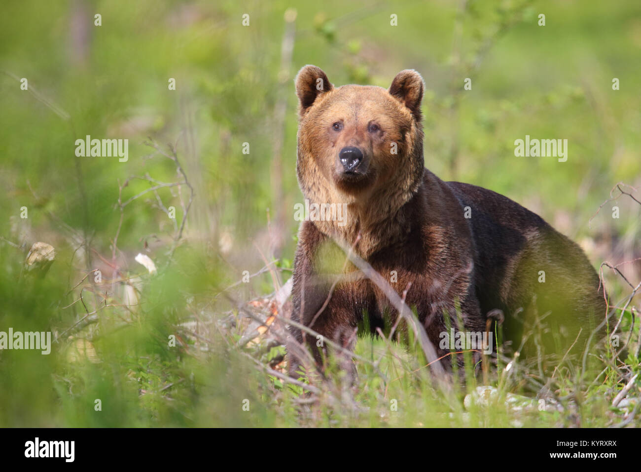 Ritratto di Wild l'orso bruno (Ursus arctos) , in Europa Foto Stock
