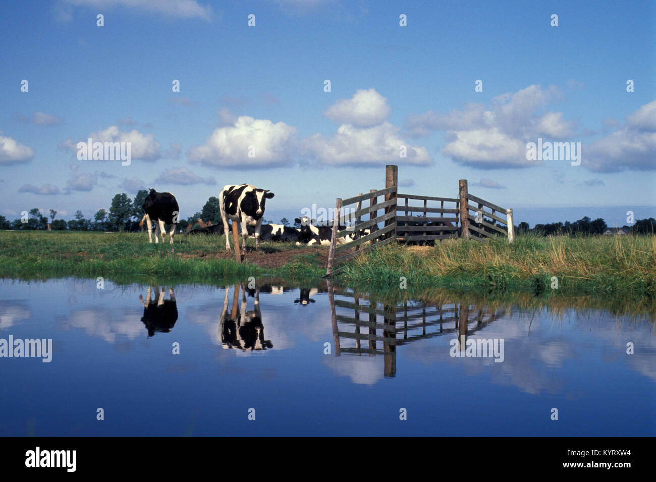 I Paesi Bassi, De Heeg. Le mucche in polder. Foto Stock