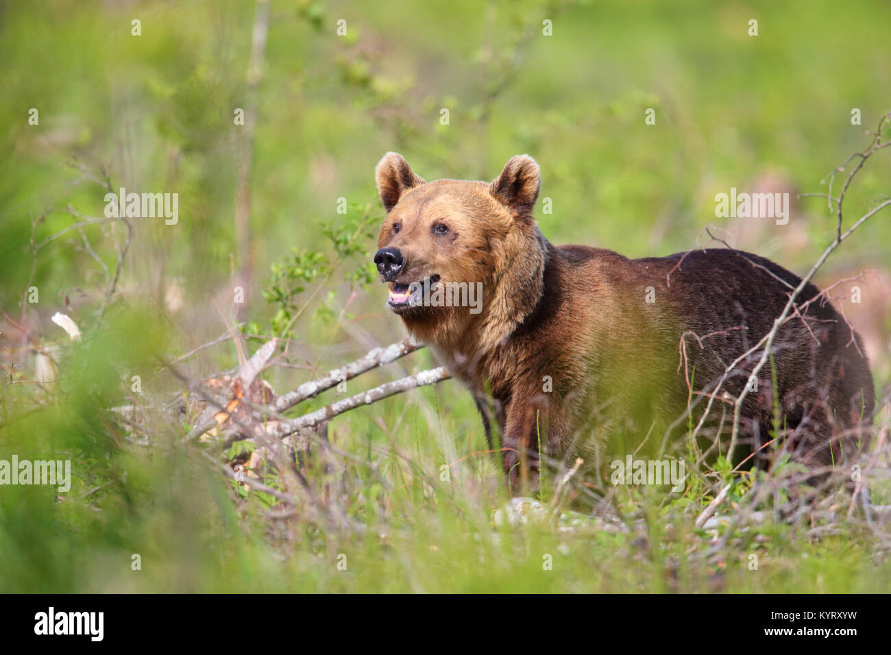 Ritratto di Wild l'orso bruno (Ursus arctos) , in Europa Foto Stock