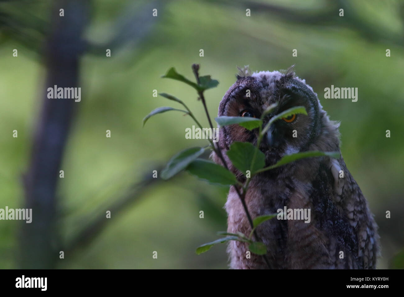 Wild gufo comune (Asio otus), Europa Foto Stock