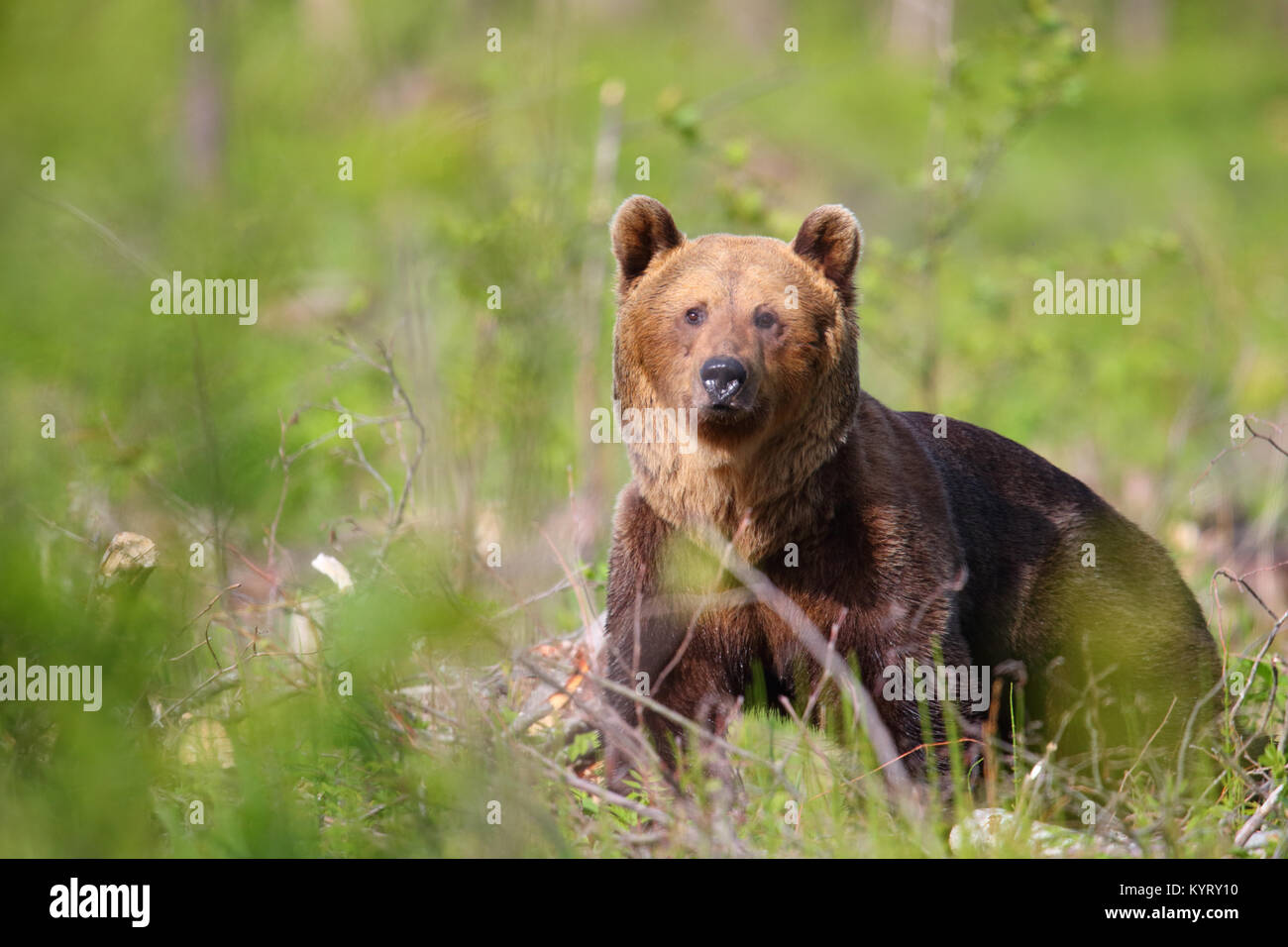 Ritratto di Wild l'orso bruno (Ursus arctos) , in Europa Foto Stock