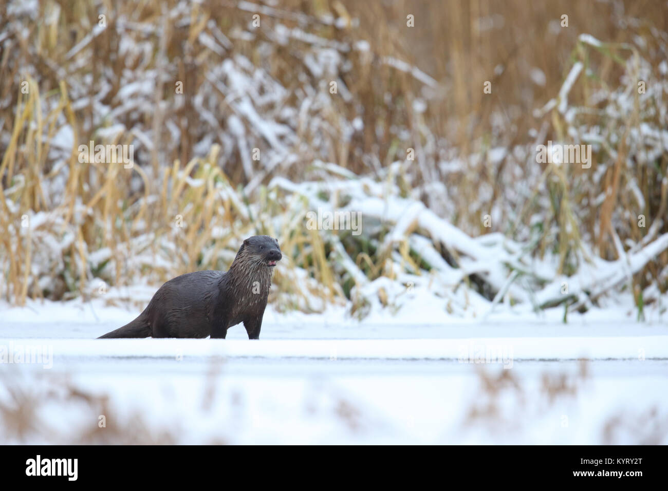 Wild Lontra europea (Lutra lutra), Europa Foto Stock