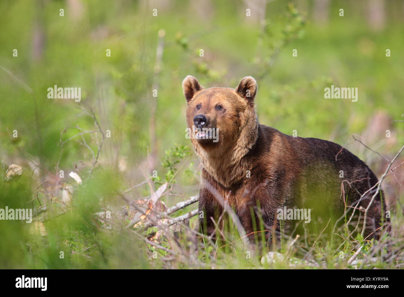 Ritratto di Wild l'orso bruno (Ursus arctos) , in Europa Foto Stock