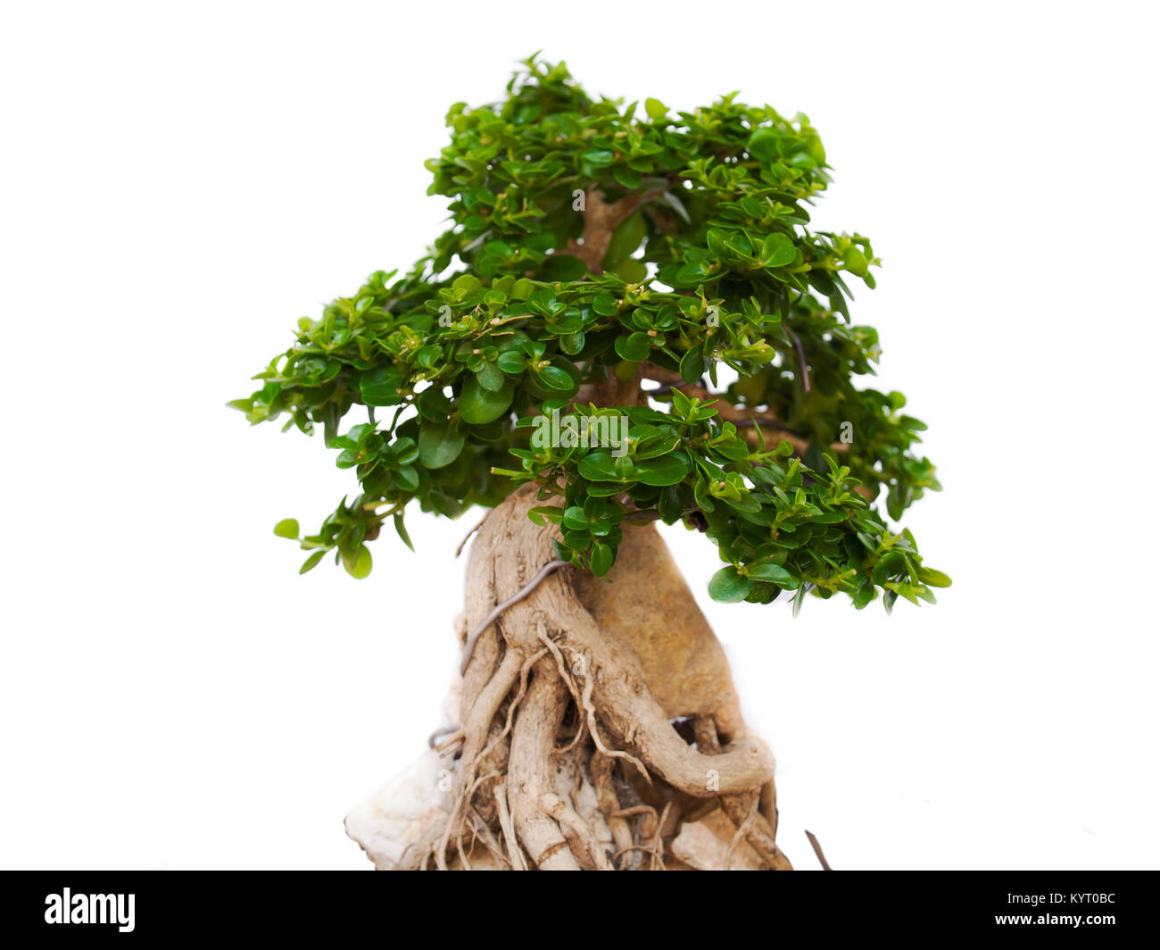 Alberi di Bonsai, alberi nella zona tropicale. Foto Stock