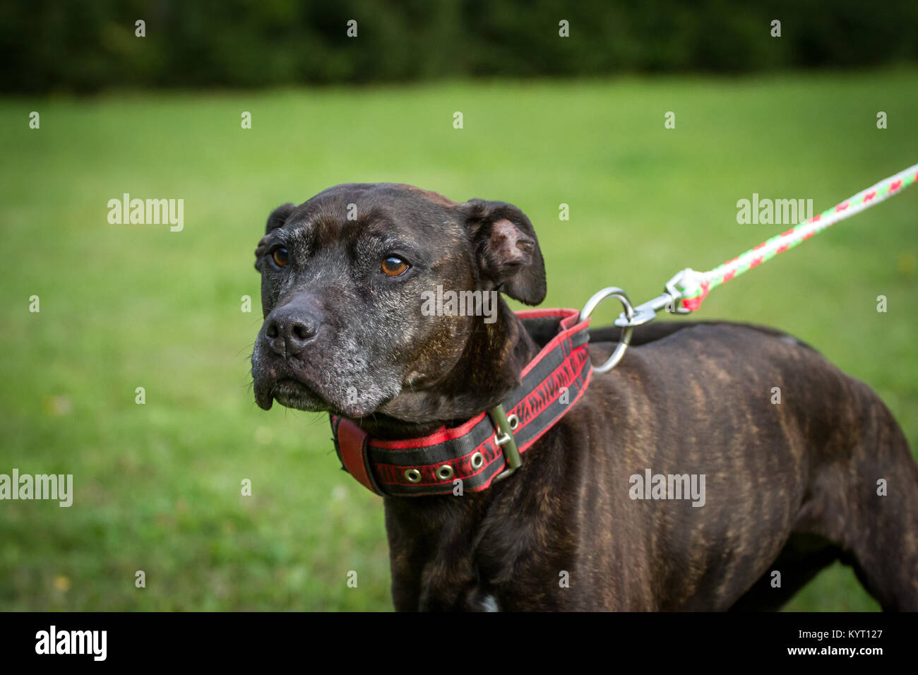 Vecchio tigrato femmina di American Pit Bull Terrier Foto stock - Alamy