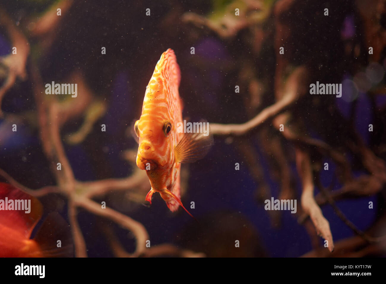 Symphysodon Discus o pesce di fiume del Amazon in acquario Foto Stock