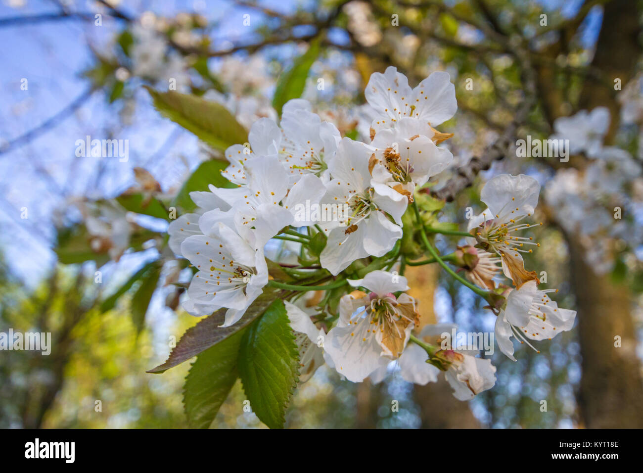 Apple fiorisce in primavera Foto Stock