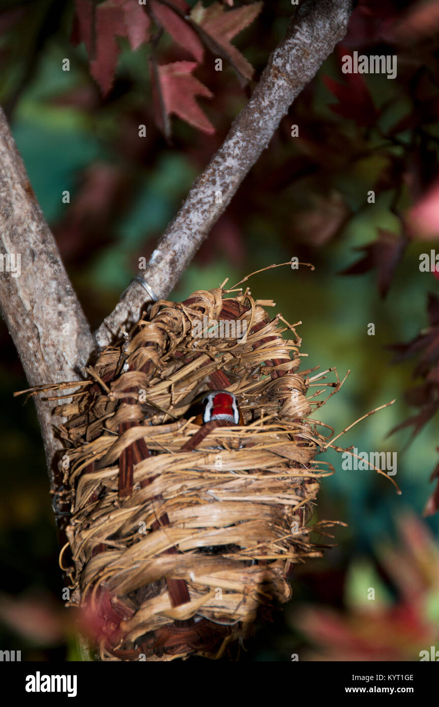 Protezioni Bird Nest Foto Stock