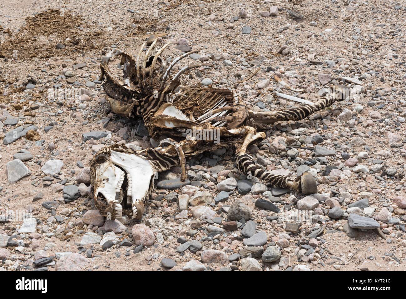 Scheletro di una zebra in un alveo secco in Namibia Foto Stock