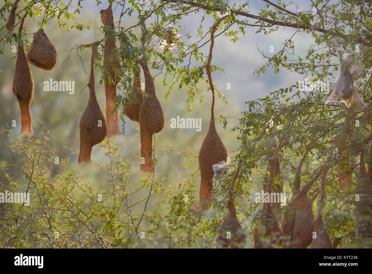 Baya weaver o Ploceus philippinus colonia nidificazione Foto Stock