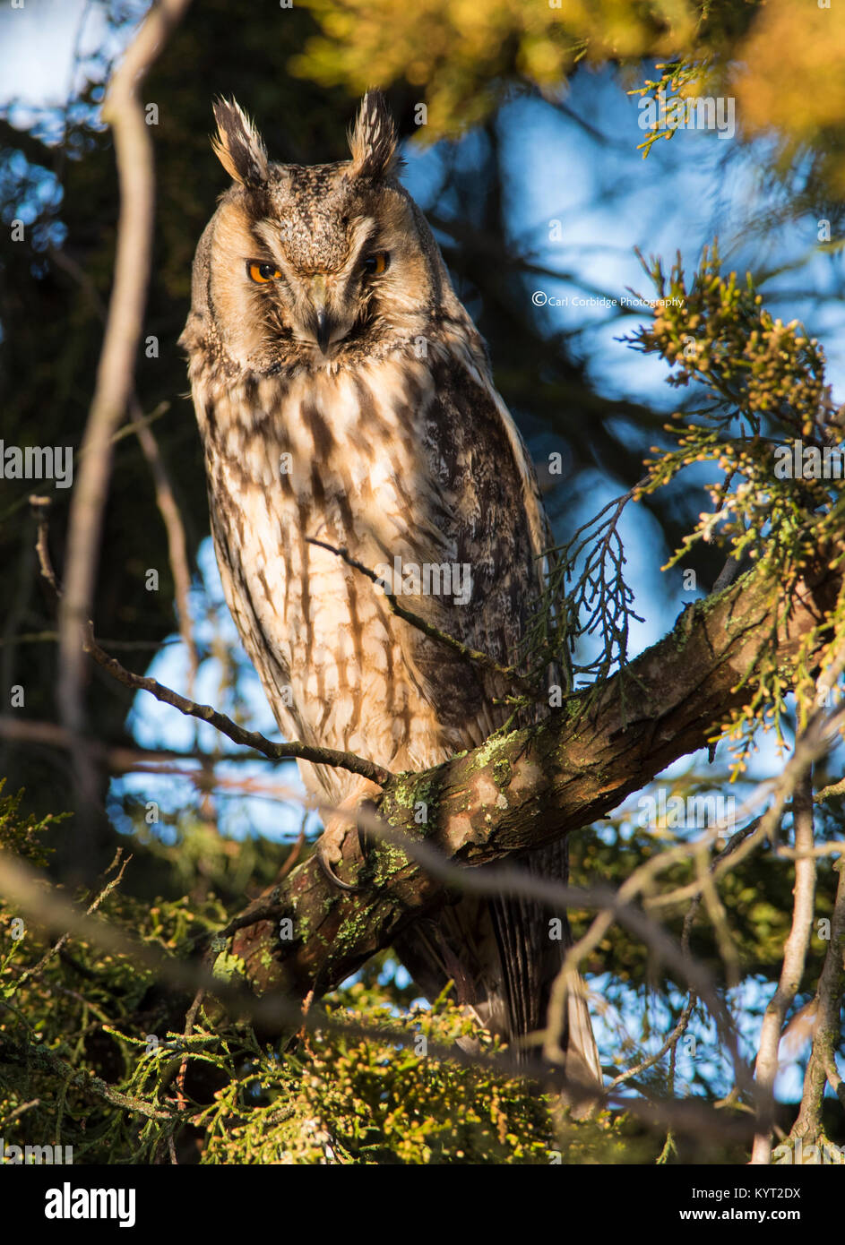 Long Eared Owl Asio otus in un albero di pino con occhi arancio che mostra al sole in Europa orientale UNGHERIA. Foto Stock