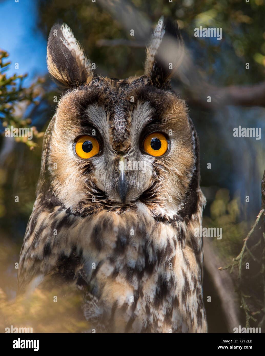 Long Eared Owl Asio otus in un albero di pino con occhi arancio che mostra al sole in Europa orientale UNGHERIA. Foto Stock