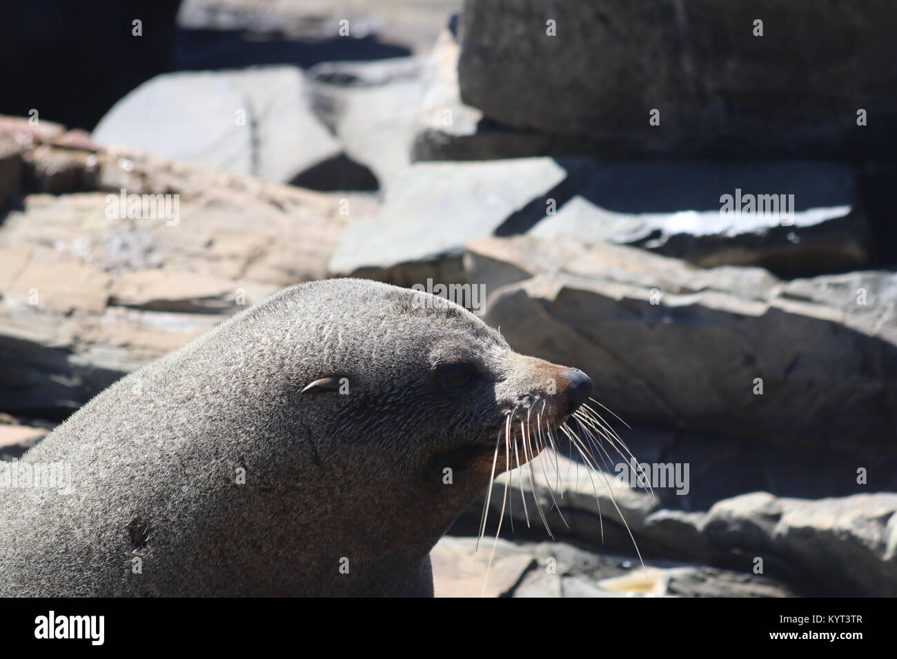Becchi lunghi foche su Kangaroo Island Foto Stock