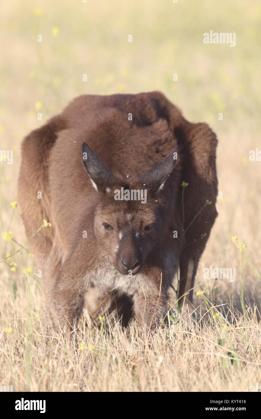 Grande maschio di canguro selvaggio su Kangaroo Island Foto Stock
