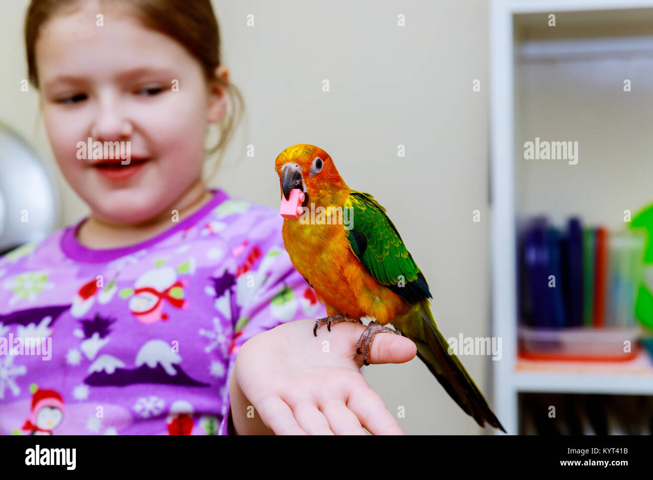 Bambina detiene il pappagallo mani pappagalli di alimentazione. Foto Stock