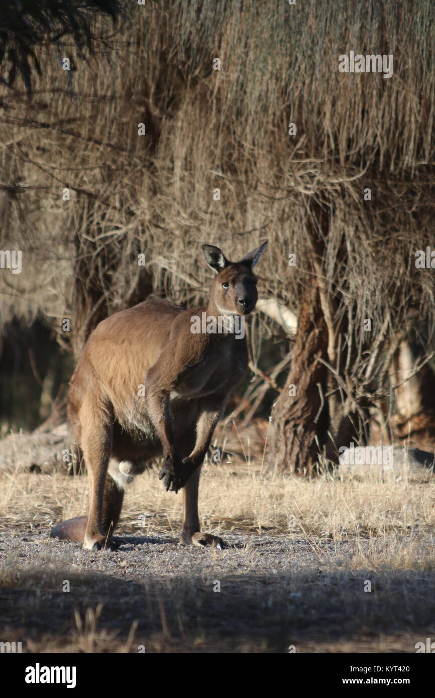 Grande maschio di canguro selvaggio su Kangaroo Island Foto Stock