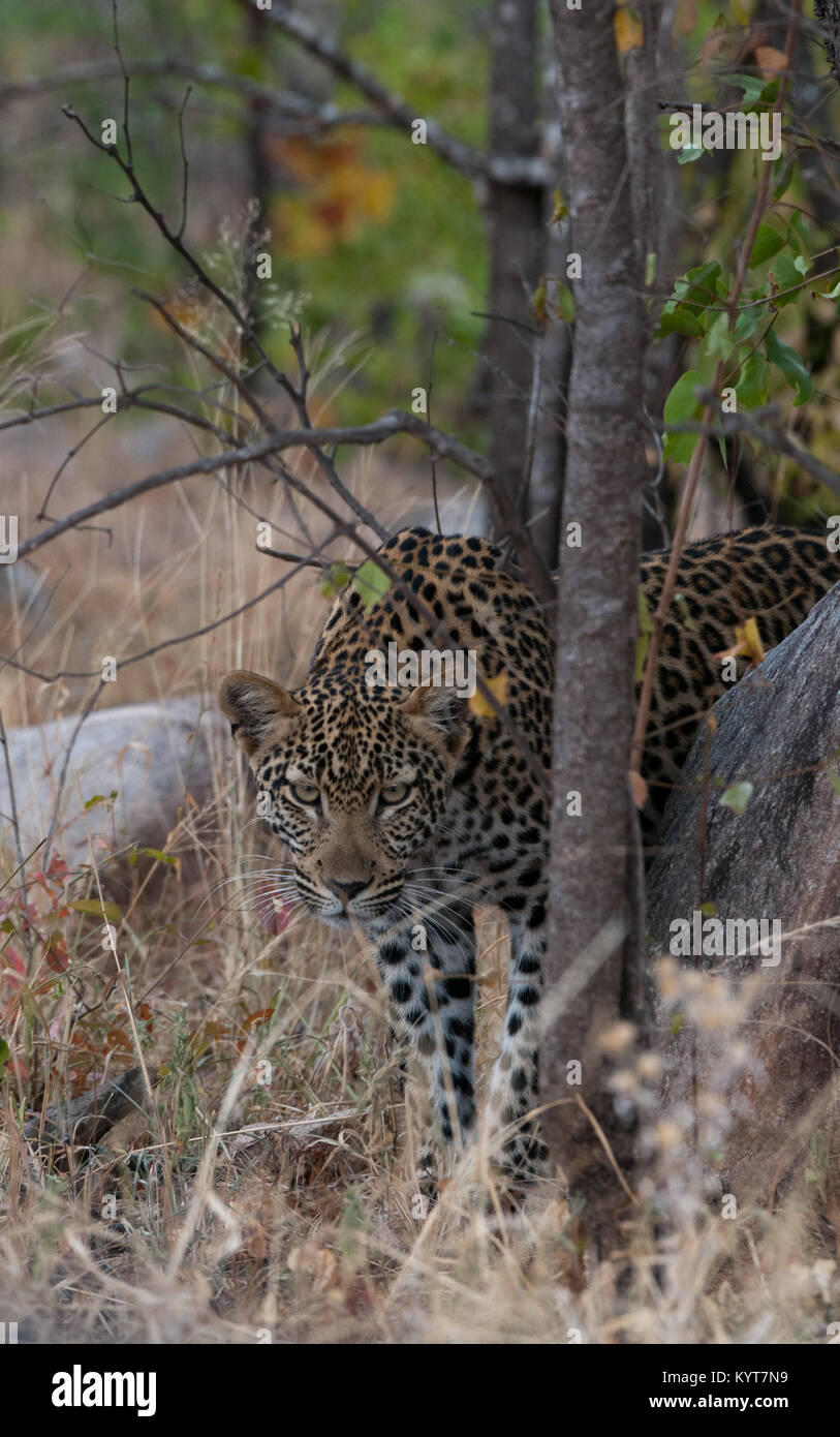 Sfuggente timido Leopard Foto Stock