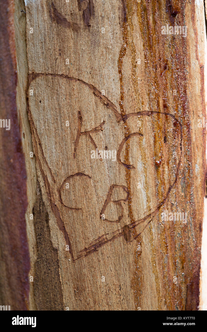 KC e CB iniziali incise in marrone chiaro, sap coperto di corteccia di albero all'interno di un cuore. Foto Stock