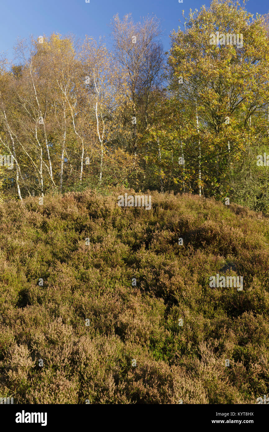 Comune di Heather (Calluna vulgaris) e Argento (Betulla Betula pendula) a bordo del bosco, Bardsey, West Yorkshire, Inghilterra, Ottobre Foto Stock
