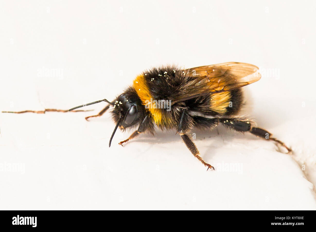 Creeping bumblebee con il polline sulle ist indietro Foto Stock