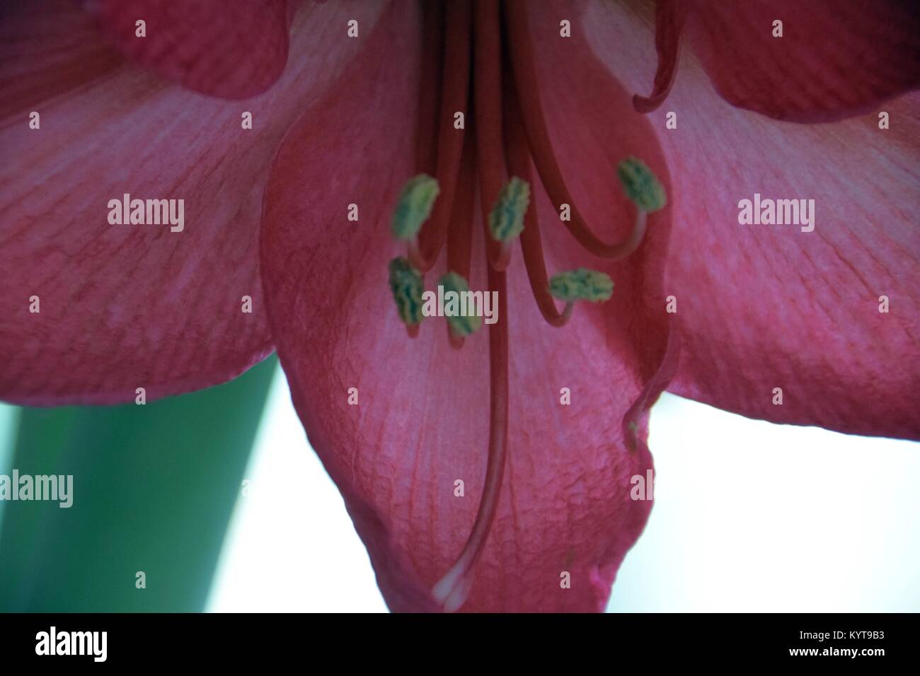 Close-up di un rosa Hippeastrum Foto Stock