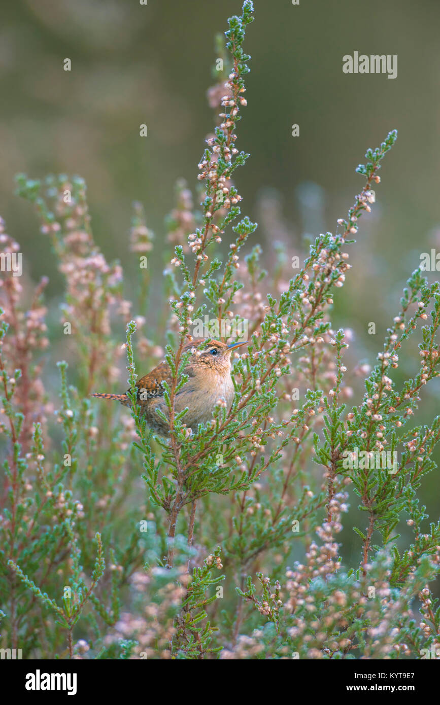 Un minuscolo Wren seduto in una boccola. Foto Stock