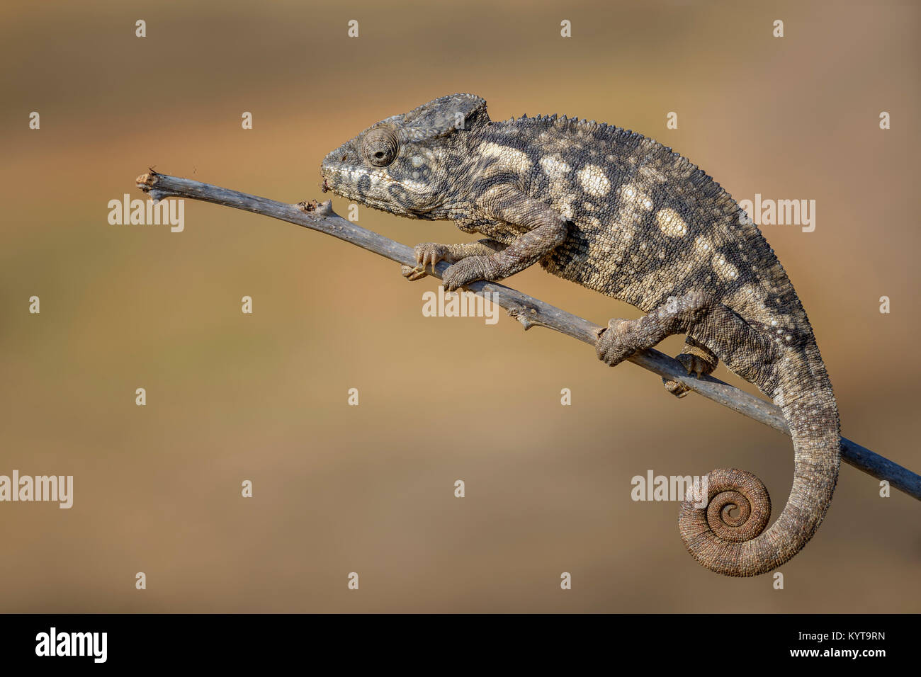 Oustalet il camaleonte - Furcifer oustaleti, foresta Kirindi, Madagascar Foto Stock