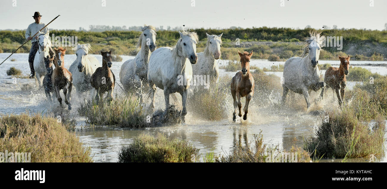 Provenza, Francia - 07 Maggio 2015: i cavalli bianchi della Camargue in esecuzione attraverso l'acqua. Riserva naturale regionale Parc de Camargue Foto Stock