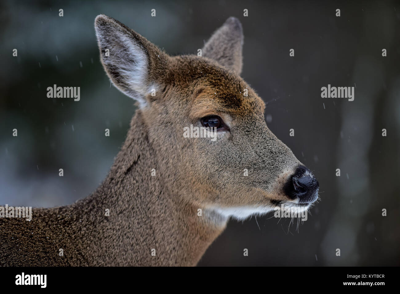Ritratto di un culbianco cervi, Odocoileus virginianus, in piedi nella foresta nelle Montagne Adirondack, NY USA Foto Stock