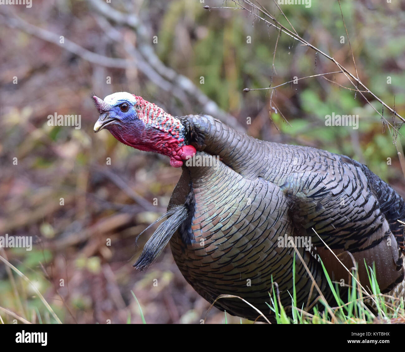 Un orientale wild tom turchia, Meleagris gallopavo silvestris, durante la stagione di accoppiamento in primavera nei monti Adirondack, NY USA Foto Stock