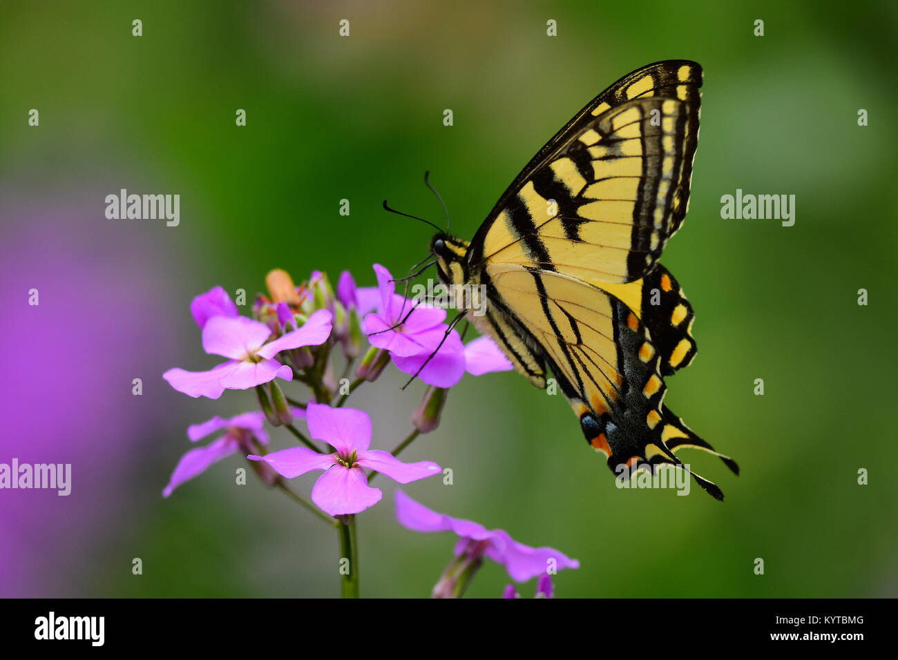 Tigre orientale a coda di rondine, butterfly papilio glaucus, alimentando il Dame's Rocket fiori in un giardino in speculatore, New York STATI UNITI D'AMERICA Foto Stock