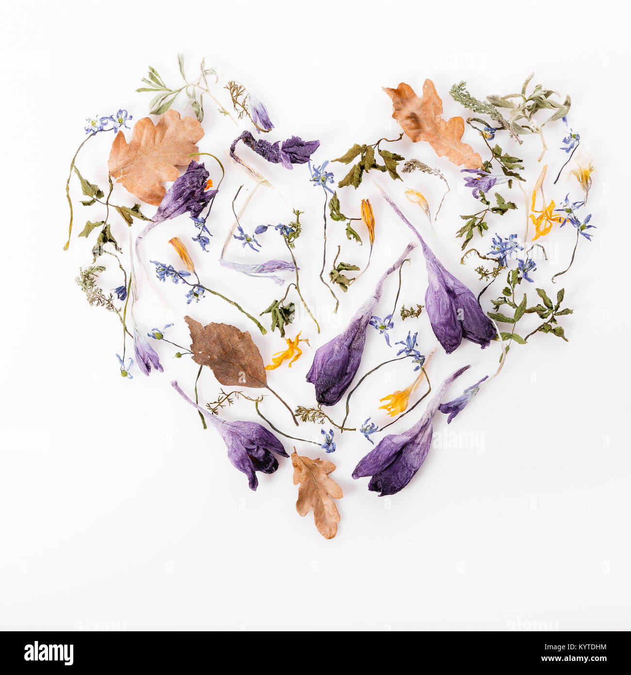 Composizione di fiori. Cornice di fiori secchi su sfondo bianco. Piatto, laici vista superiore Foto Stock