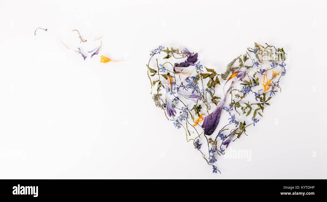 Composizione di fiori. Cornice di fiori secchi su sfondo bianco. Piatto, laici vista superiore Foto Stock