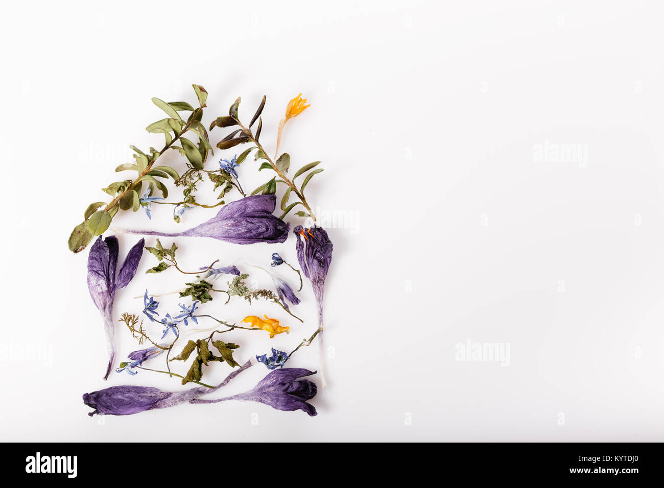 Composizione di fiori. Cornice di fiori secchi su sfondo bianco. Piatto, laici vista superiore Foto Stock