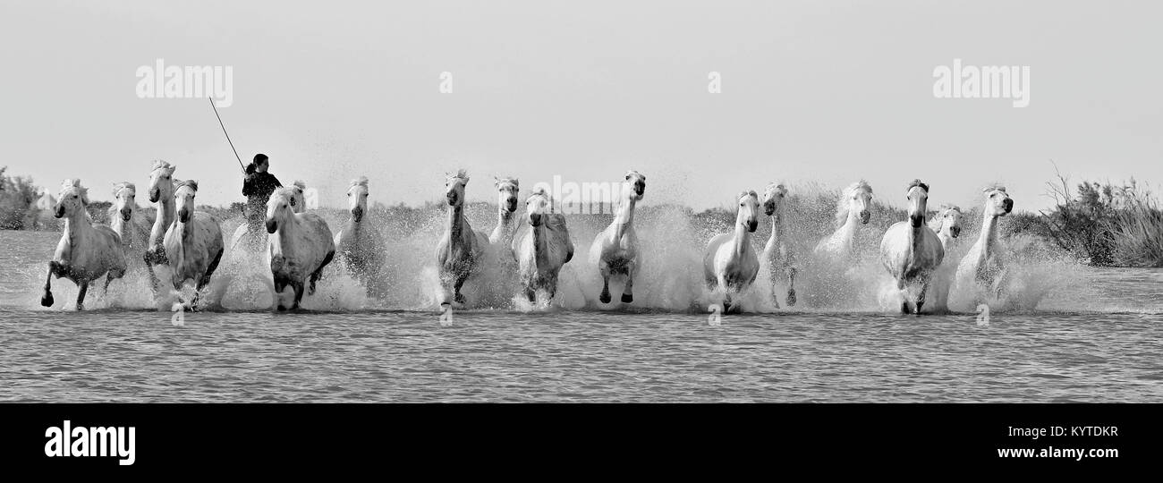 Cavalieri e cavalli bianchi della Camargue in esecuzione attraverso l'acqua. Francia foto in bianco e nero Foto Stock