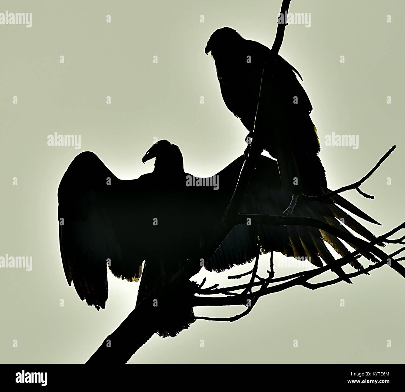 Sagome di il tacchino avvoltoio (Cathartes aura) appollaiato su un albero, contro il cielo Foto Stock