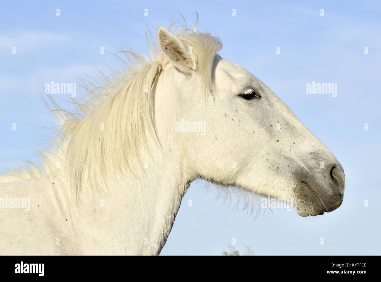Ritratto del bianco in esecuzione Cavalli Camargue in Parc Regional de Camargue Foto Stock