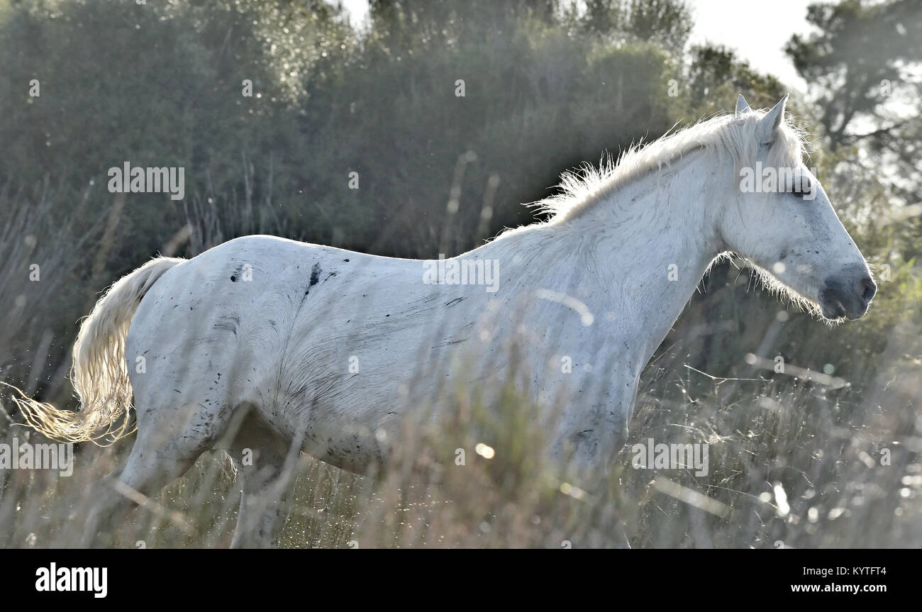 Ritratto del bianco in esecuzione Cavalli Camargue in Parc Regional de Camargue Foto Stock