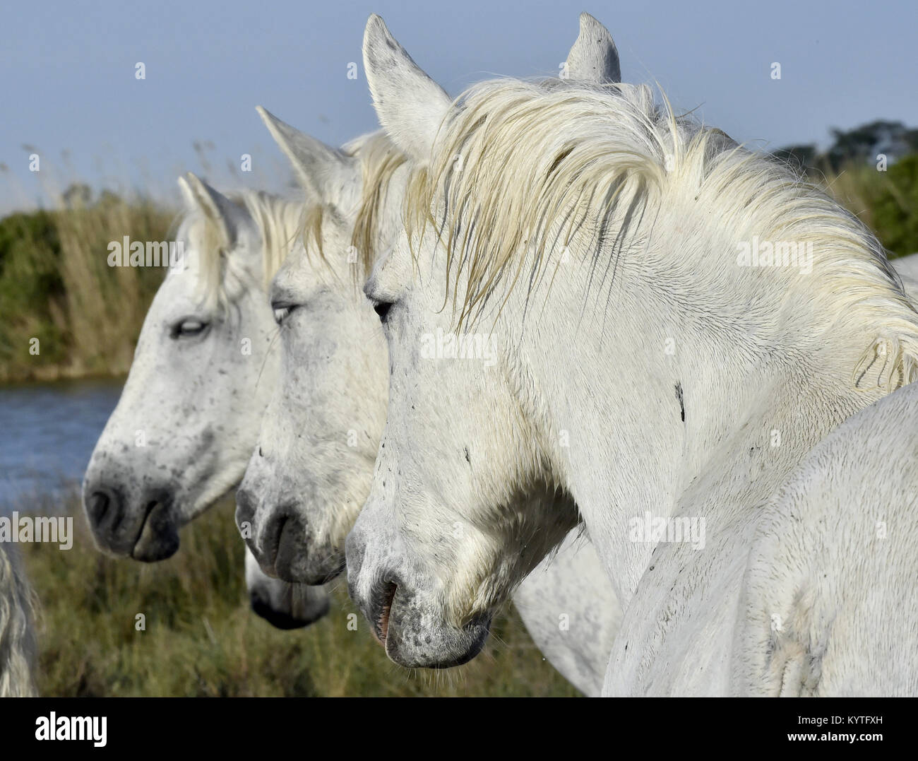 Ritratto del bianco cavallo Camargue. Provance, Francia Foto Stock