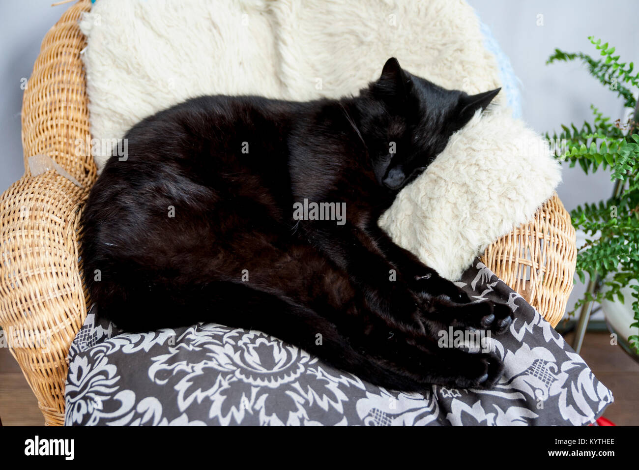 "Gatto Nero addormentato veloce Foto Stock