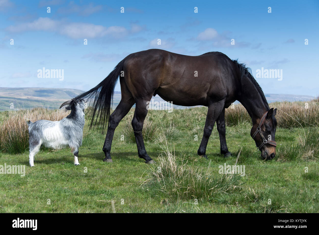 Throughbred ex delle corse ippiche nel paddock con il compagno di capra. North Yorkshire, Regno Unito. Foto Stock